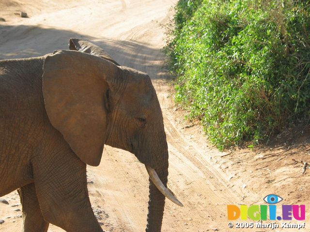 14156 Elephants close up